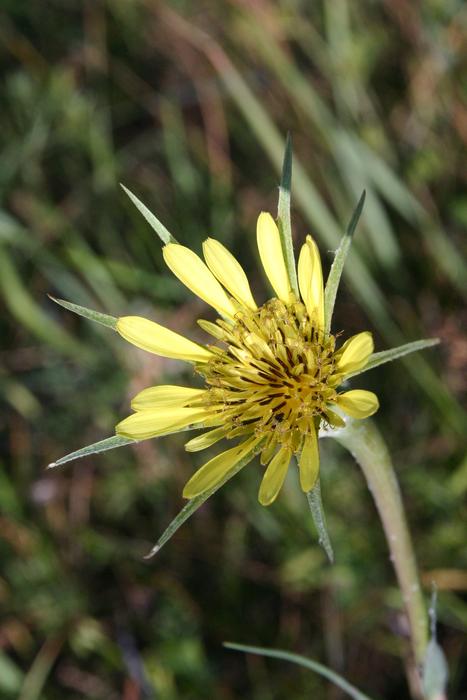 Pointed Flower Nature Wild