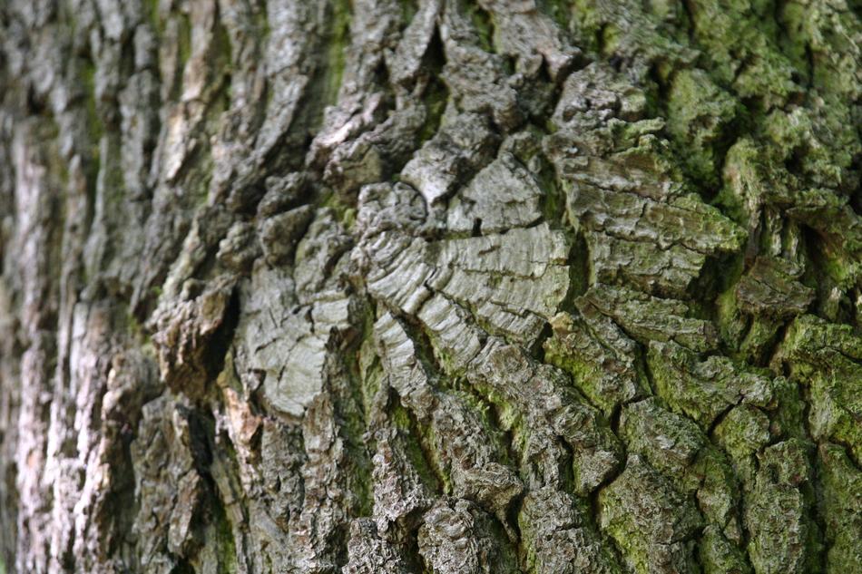 Tree Tribe Bark