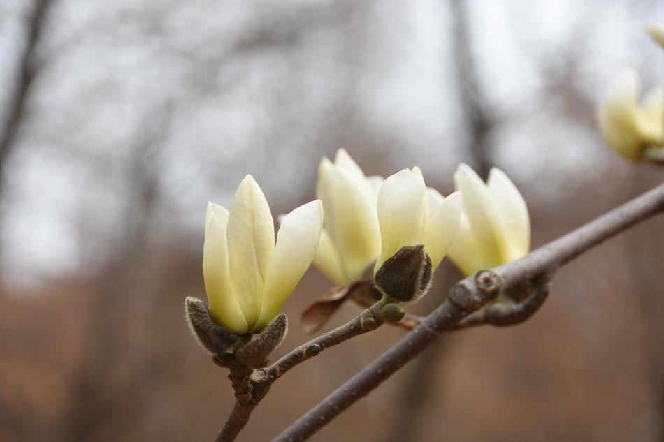 Magnolia White