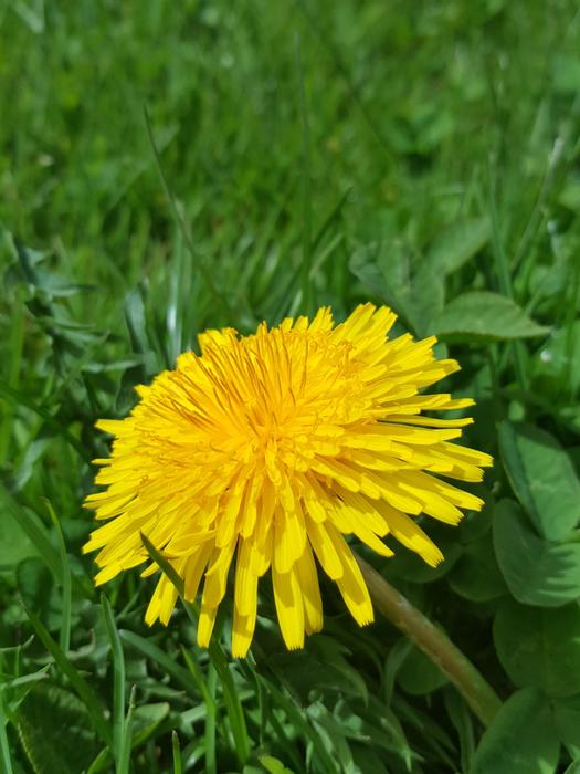 Nature Plant Summer