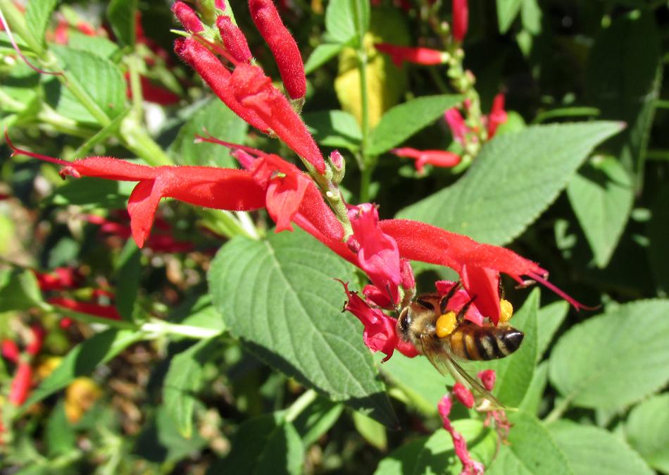 Bee Nature Leaf