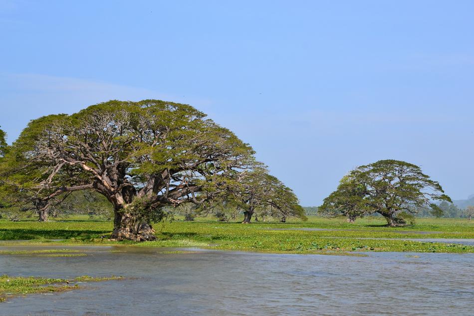 Tree Nature