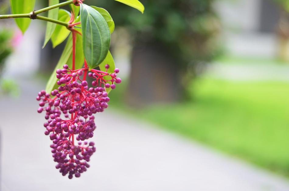 Nature Flower Flora