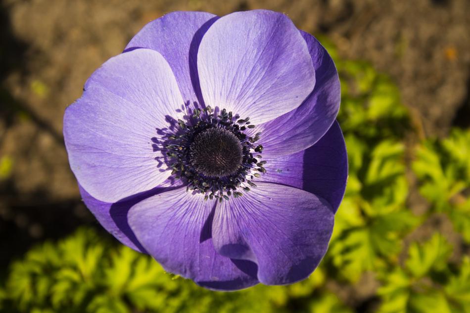 Flower Nature Plant