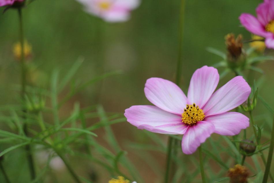 Nature Flower Plant