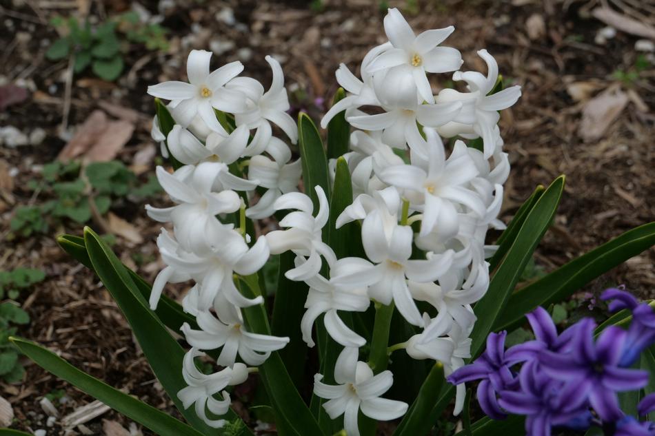 Hyacinth Flower Flora