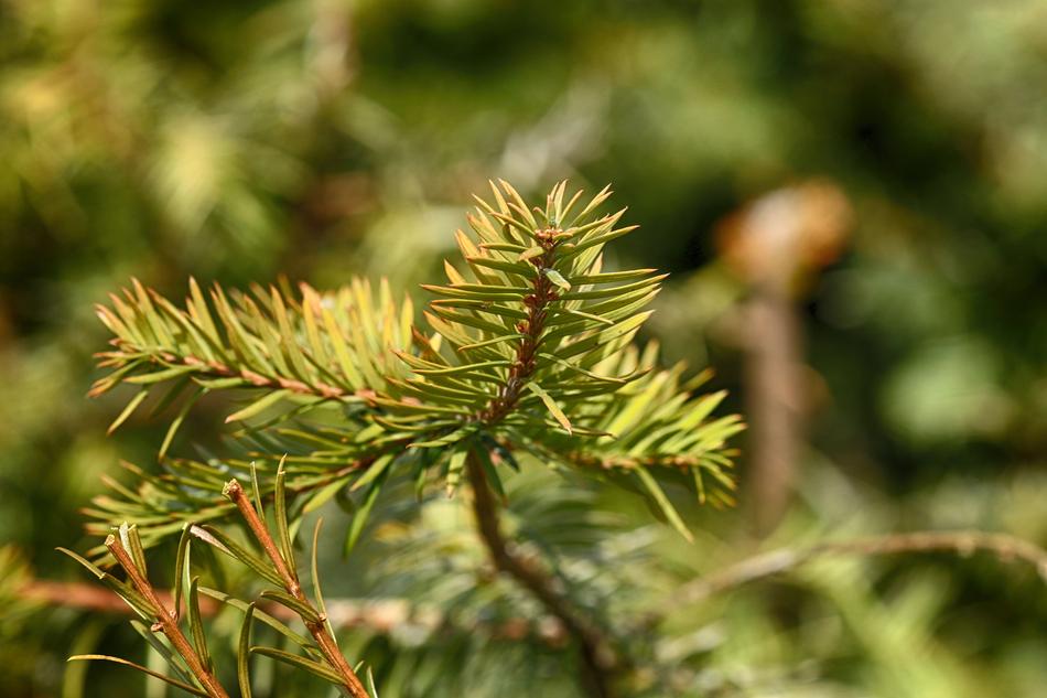 Nature Pine Needle