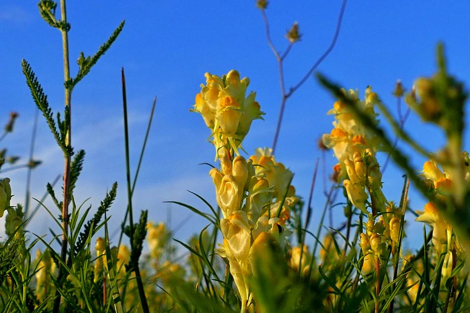 Flower Yellow sky macro blur