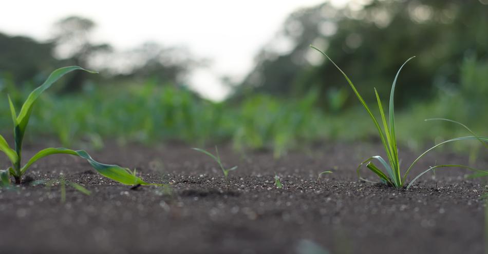 Grass Small Nature