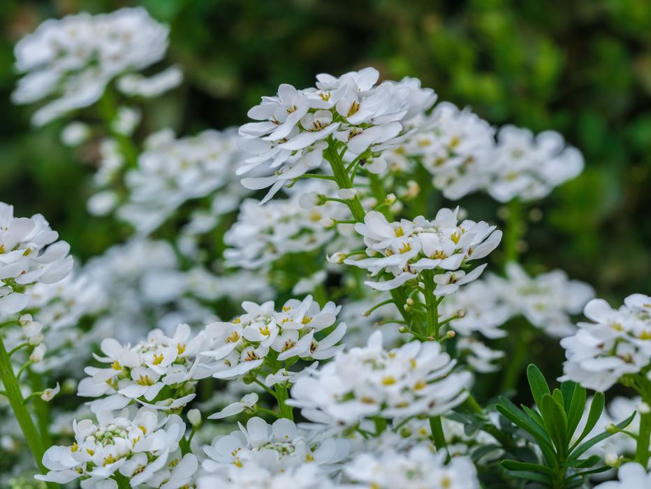 Flower Flowers White