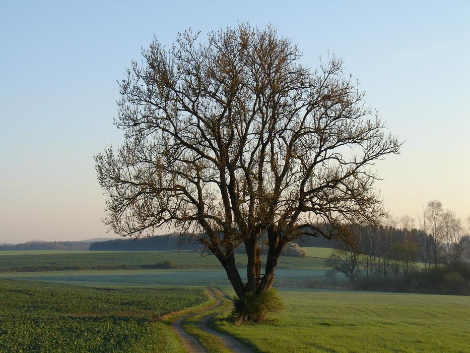 autumn landscape on the grass field