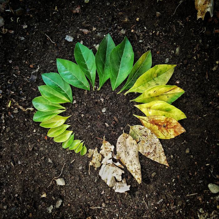 Leaf Flora Soil