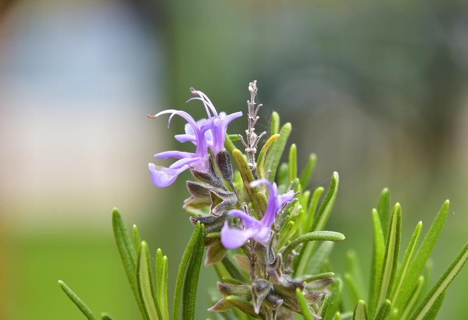 Nature Plant Flower