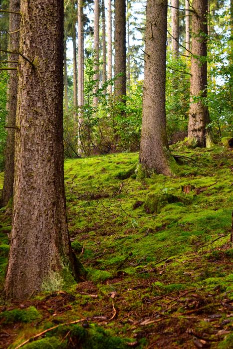 Mystical Wood Nature