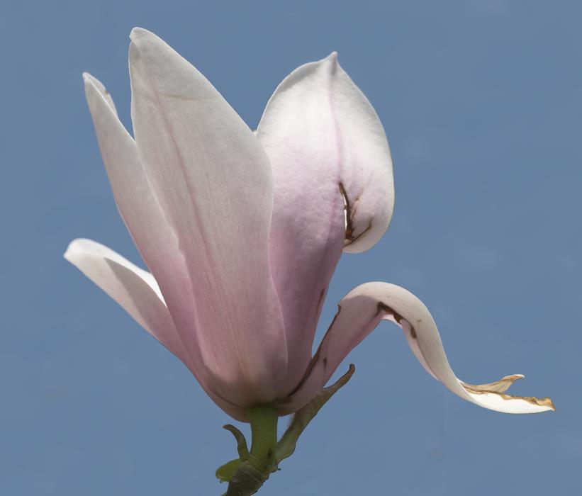 Magnolia Blossom Bloom Tulip