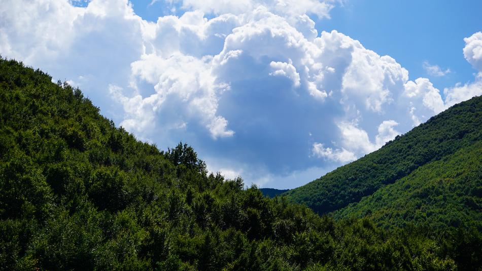 green forest in the grass in the clouds landscape