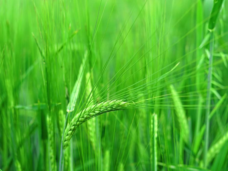 background grass green bright