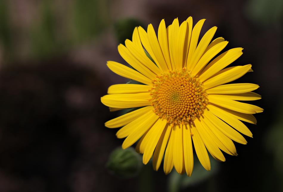 Marguerite Flower Argyranthemum