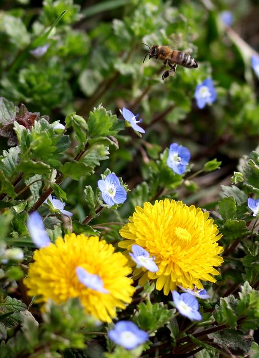 Dandelion Yellow Plants