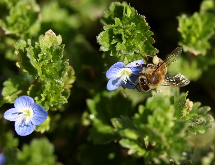 Cornflower Bee Flower