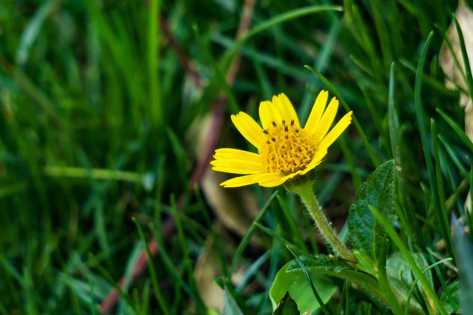 Wedelia Nature Flower