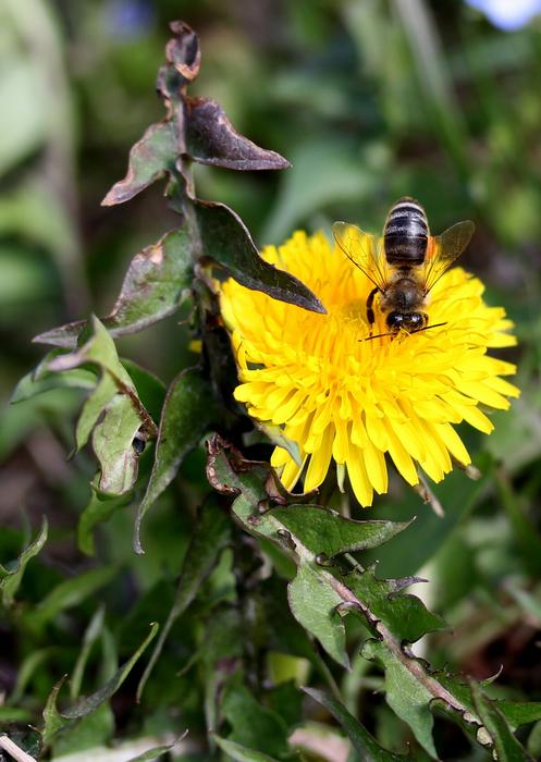 Dandelion Bee Yellow