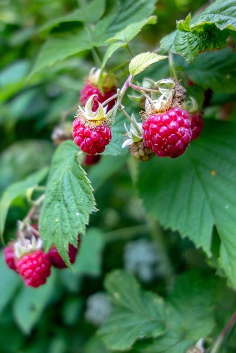 berries ripe bush large