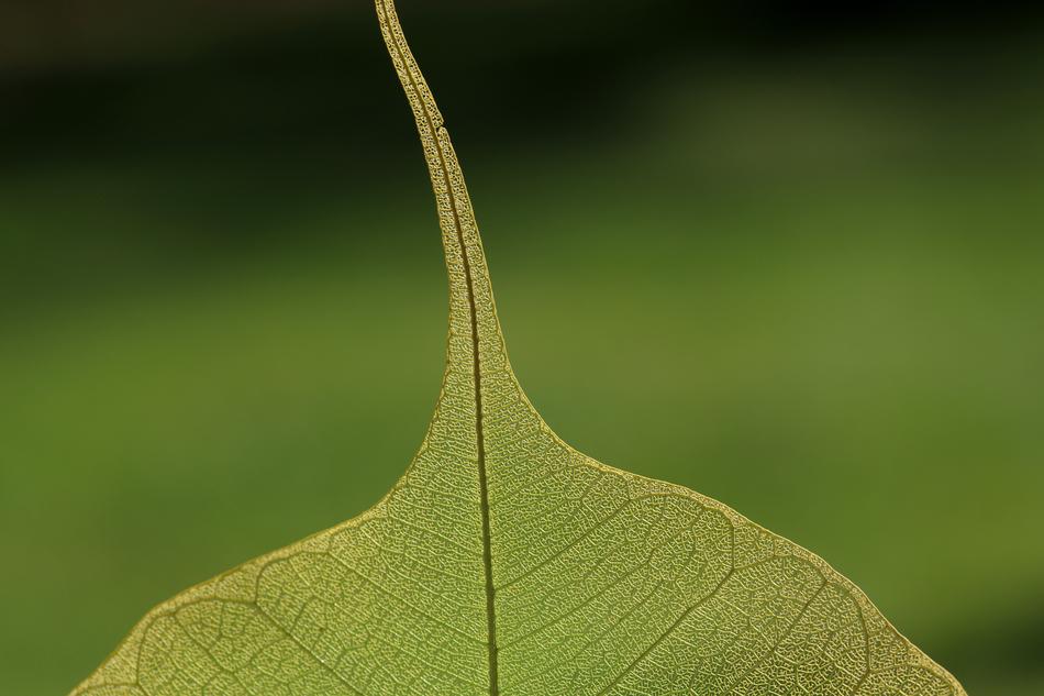 Leaf Nature Plant