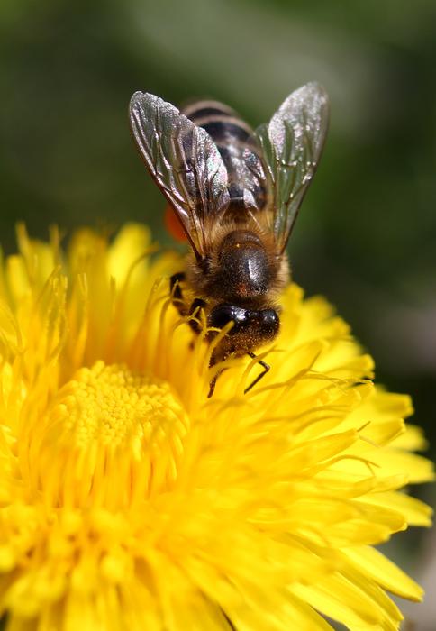 Dandelion Bee Yellow