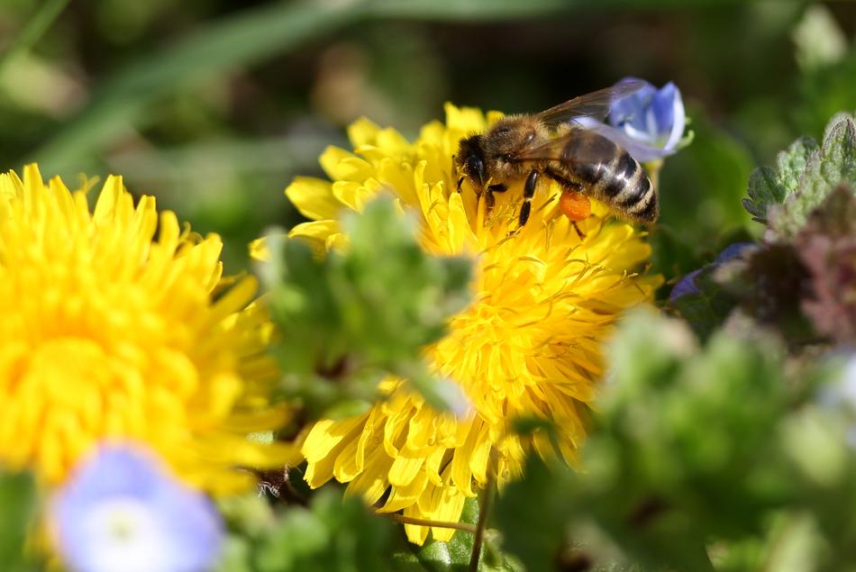 Dandelion Bee Yellow