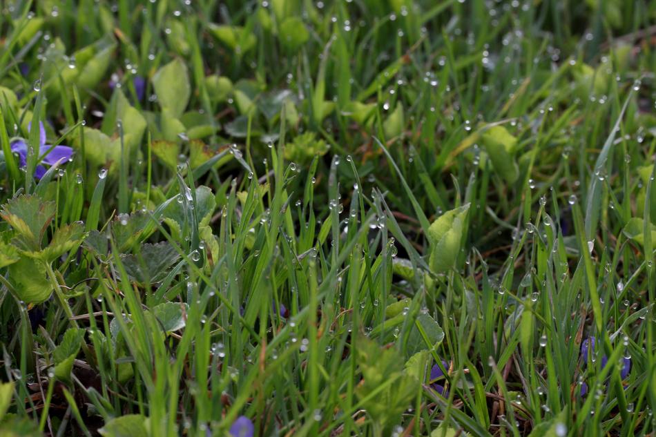 Micsunele Blue Dew