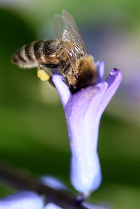 flower with bee background