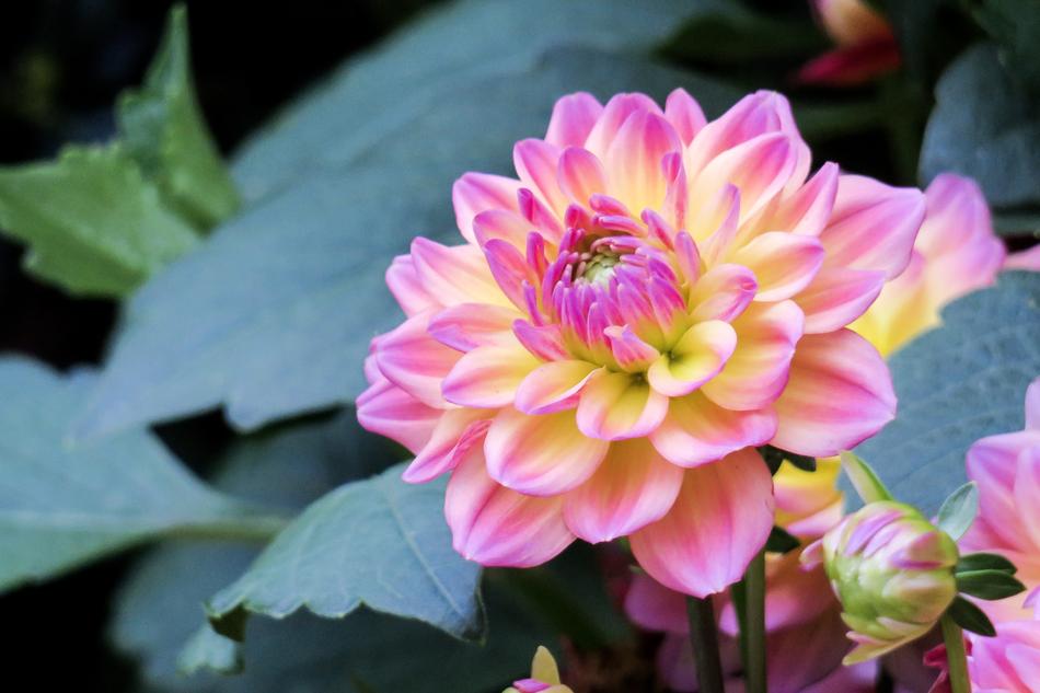 Flower Plant Nature