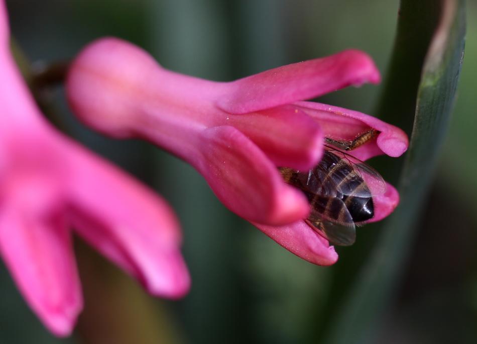 Hyacinth Bee Pollination