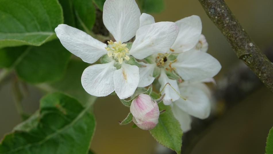 Nature Leaf Flower