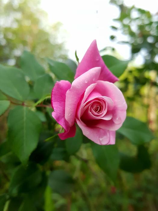 Flower Flora Nature