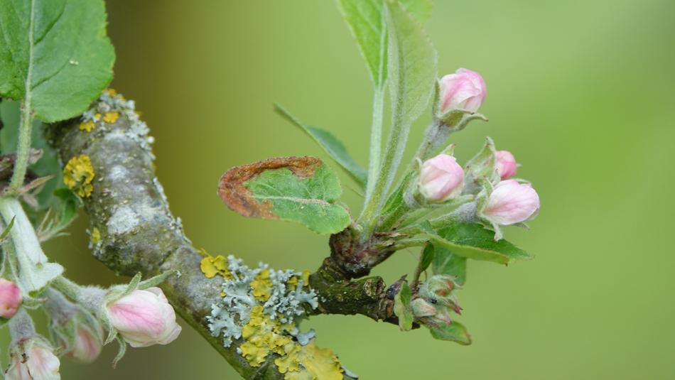 Nature Leaf Flower
