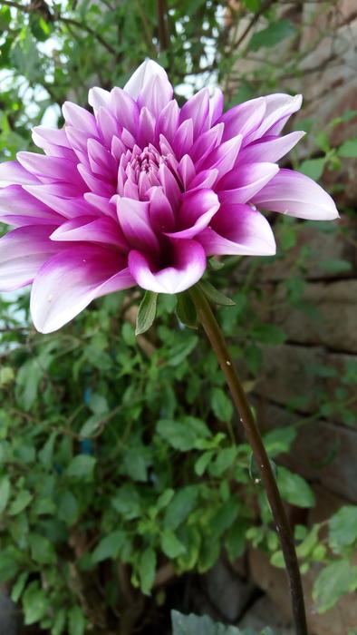 Nature Flora Flower