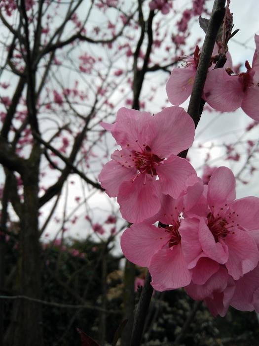 Flower Branch Tree