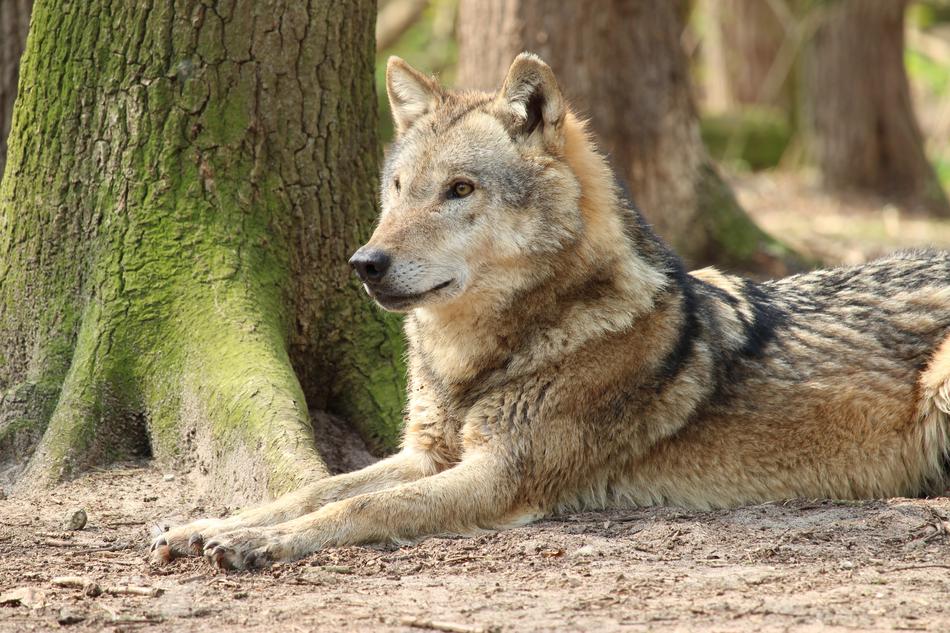 Nature Mammal Wild Animal