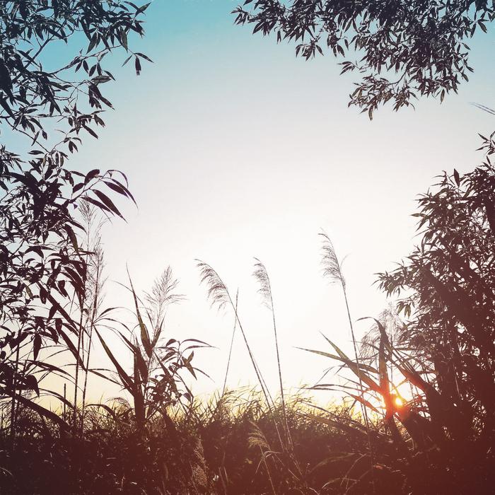 midnight plants field