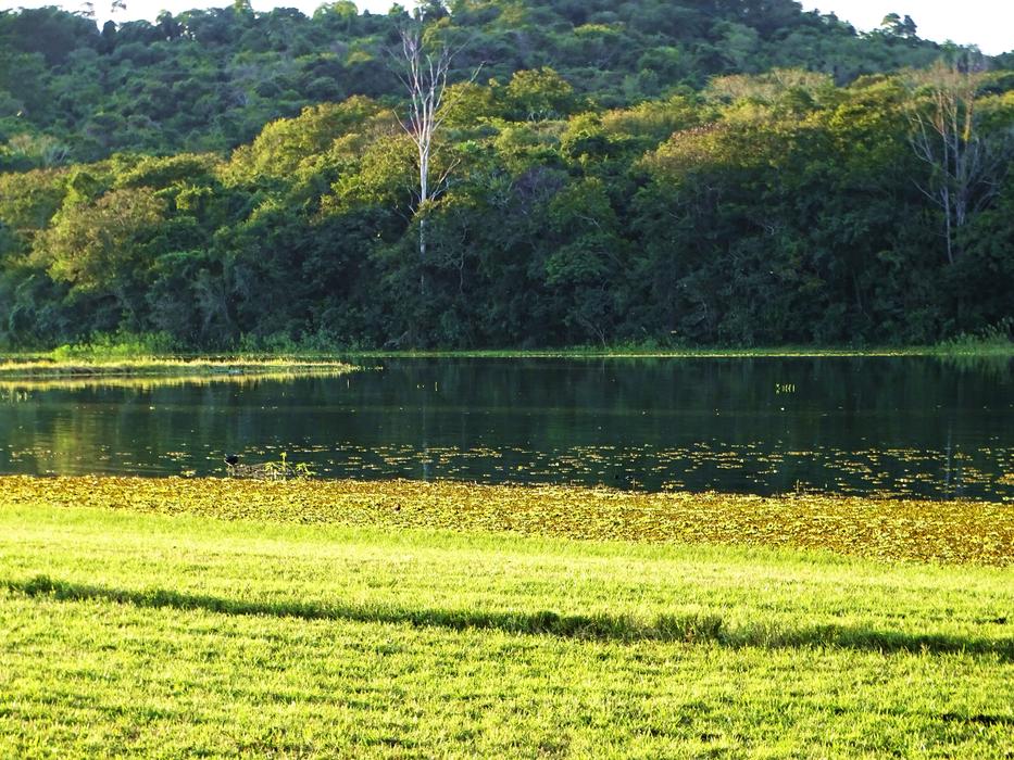Nature Landscape Tree