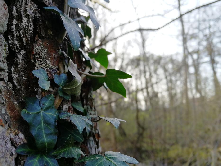 Tree Nature Wood