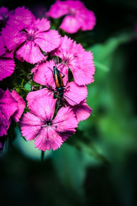 Flowers Flower Nature