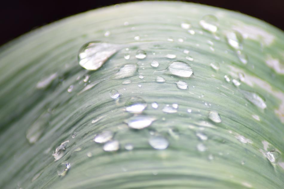 Pearl Rain Water