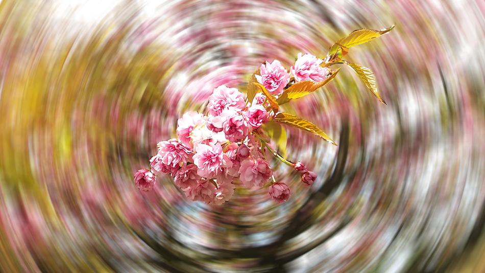 Nature Flower Alive