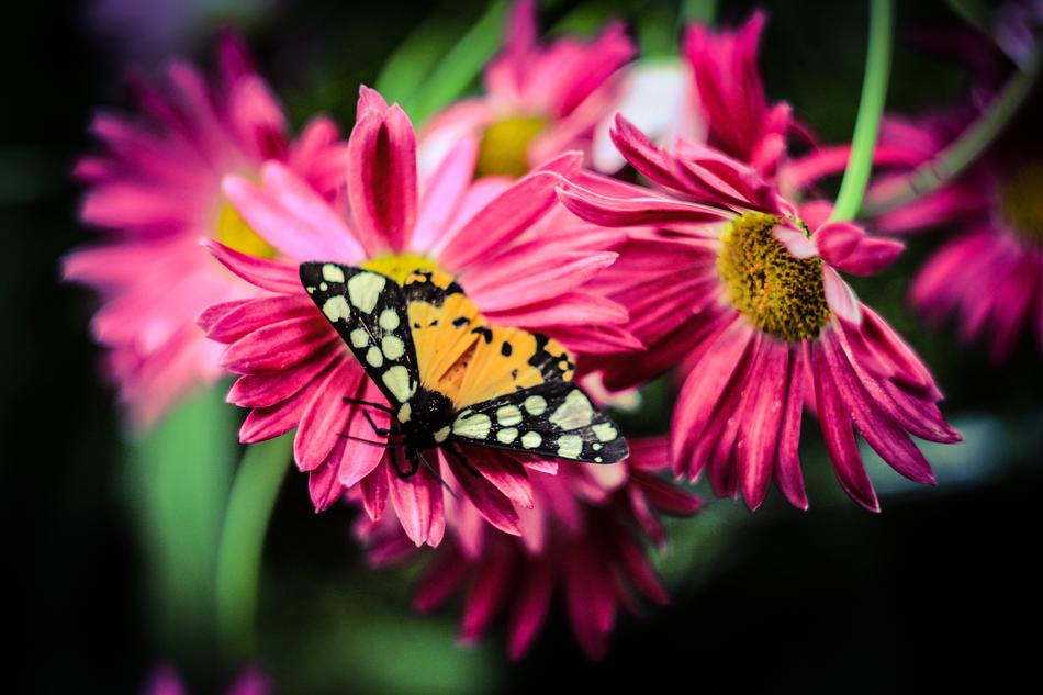 Flowers Flower Nature