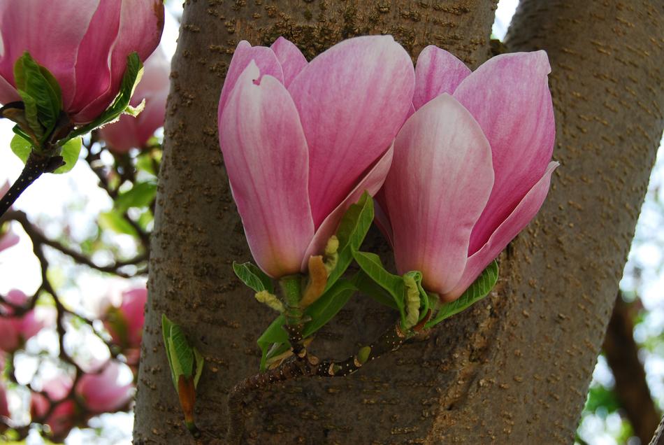 Flower Nature Plant
