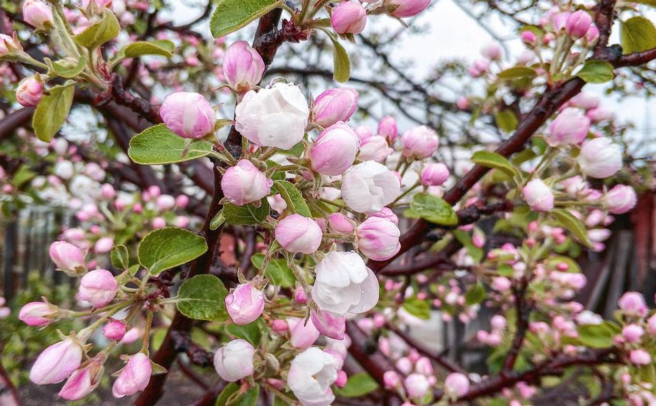 Flowers Tree Pink
