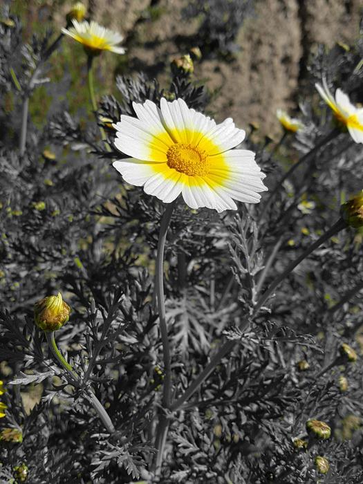 Nature